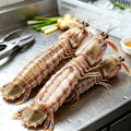 mantis shrimp - view 1